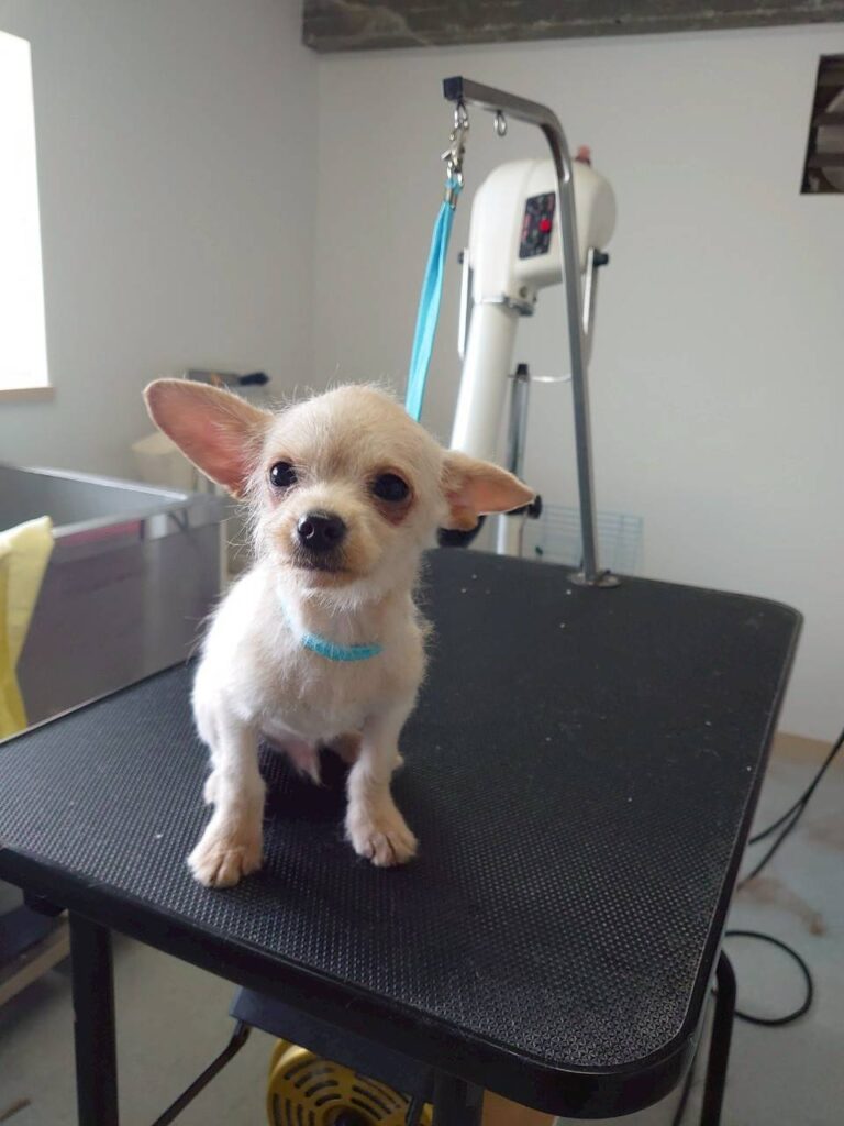 華clubで預かっている里親を探している保護犬です。