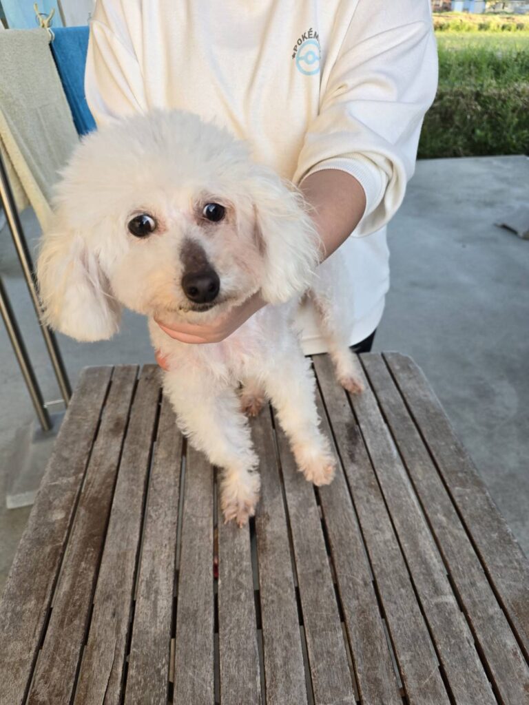 華clubで預かっている里親を探している保護犬です。