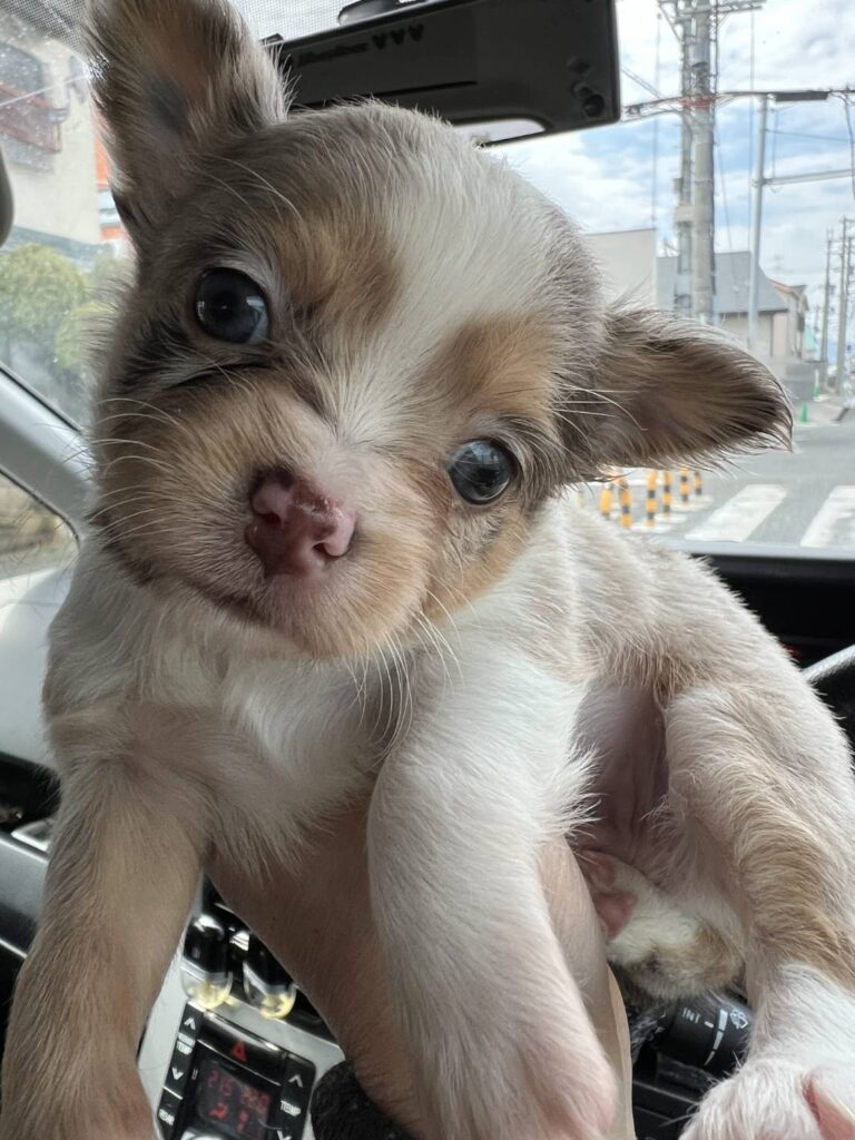 華clubで預かっている里親を探している保護犬です。