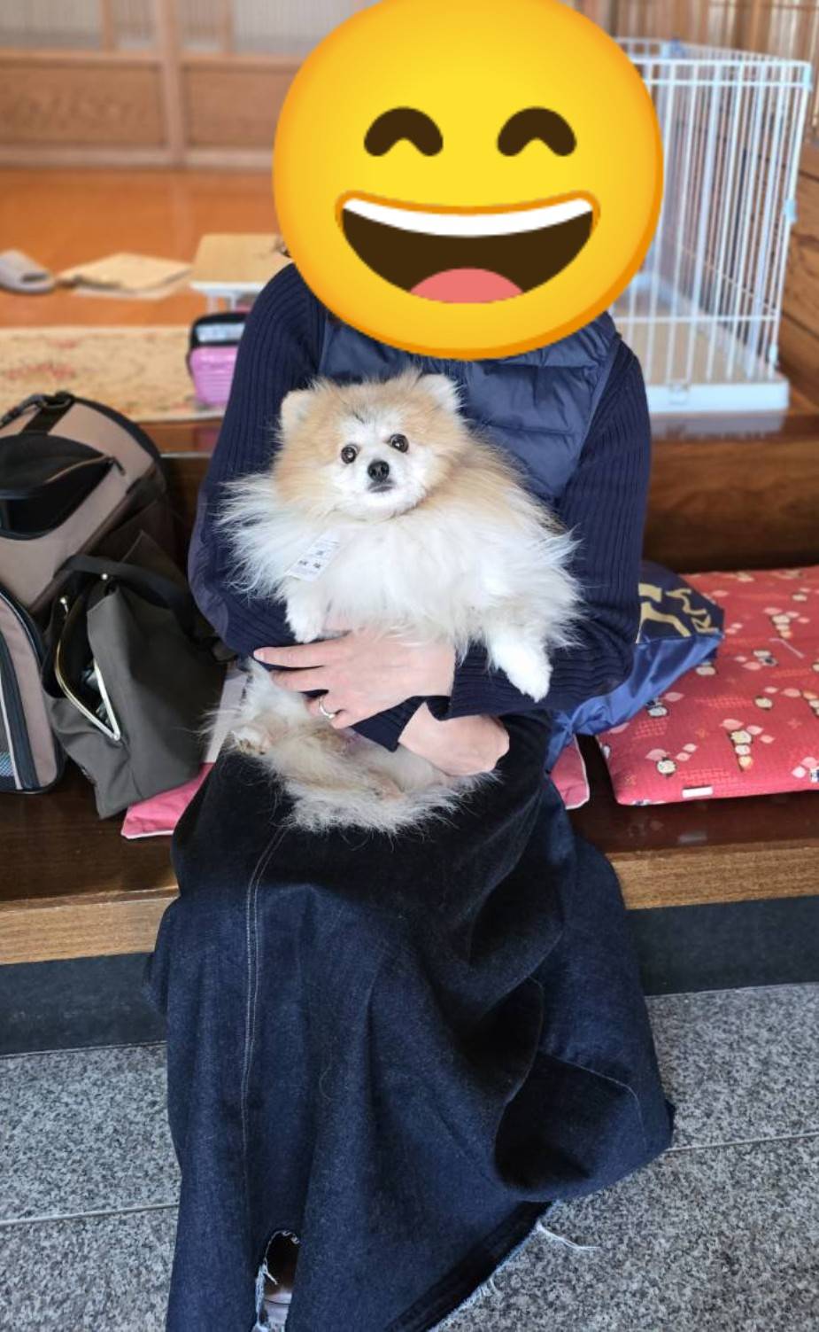 こちらの保護犬は里親様が決まりました