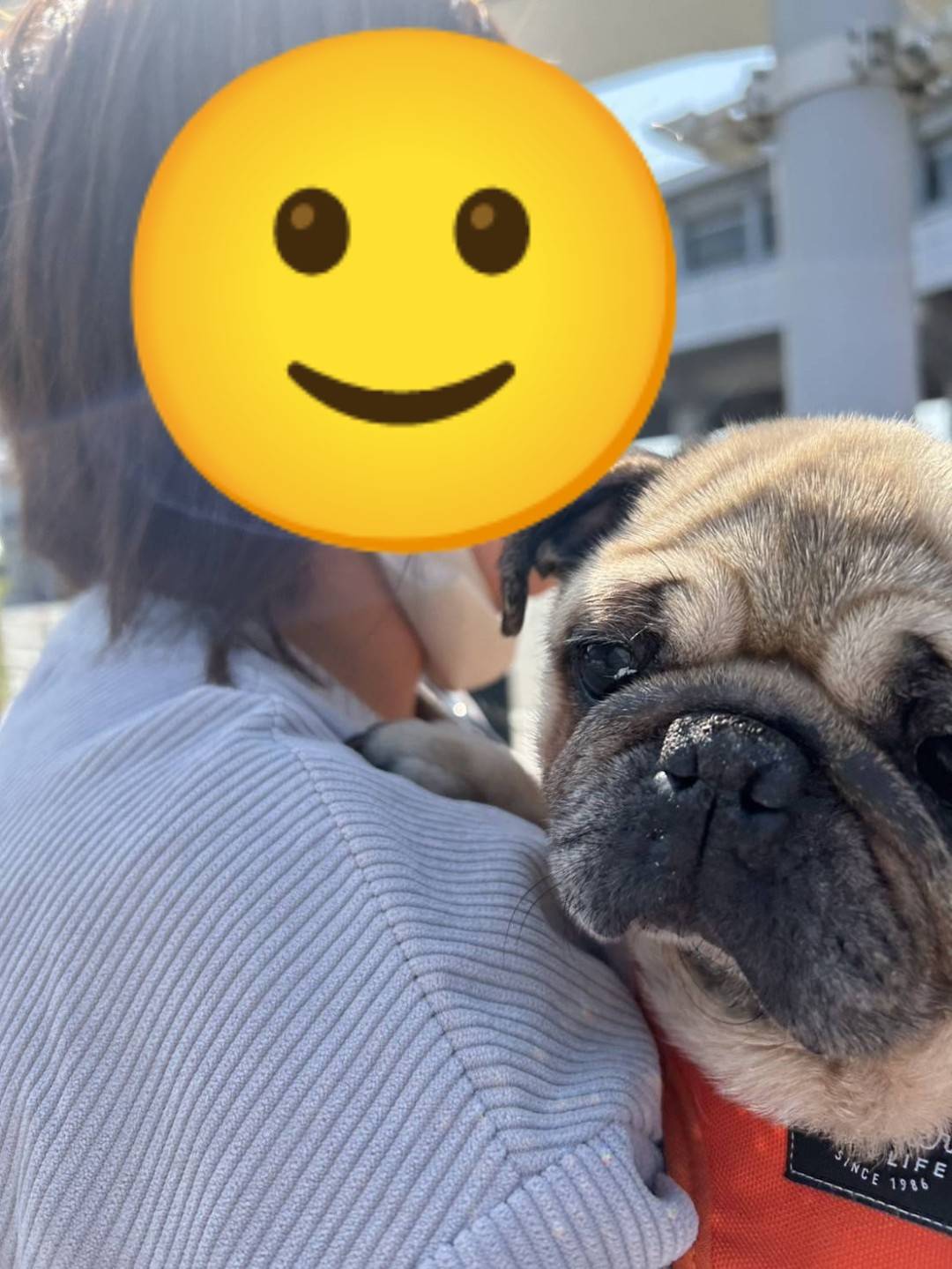 こちらの保護犬は里親様が決まりました