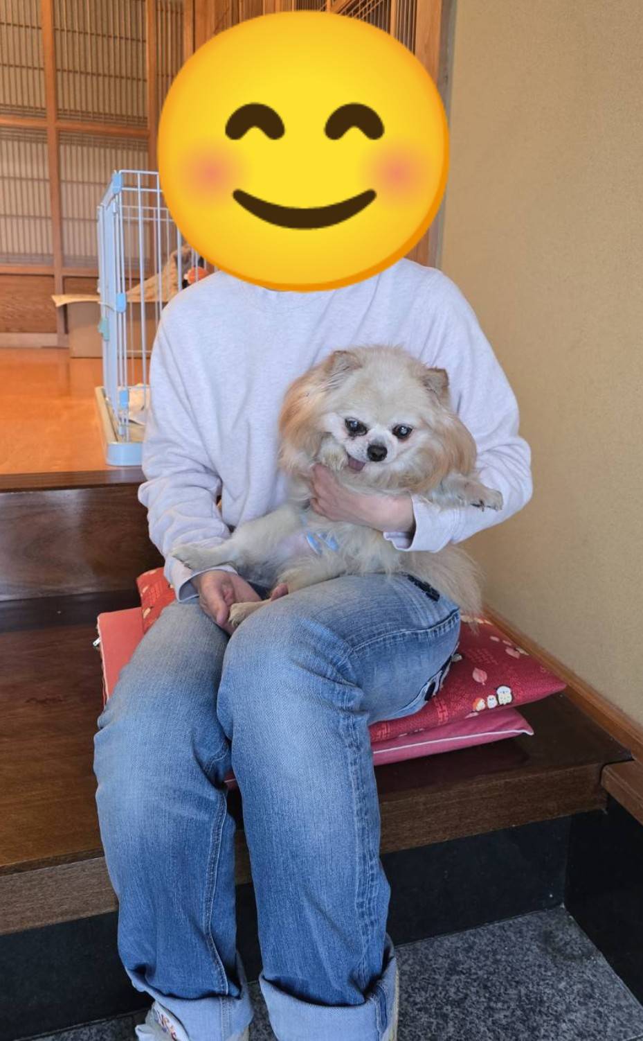 こちらの保護犬は里親様が決まりました