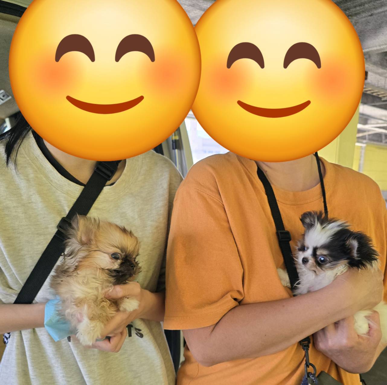 こちらの保護犬は里親様が決まりました