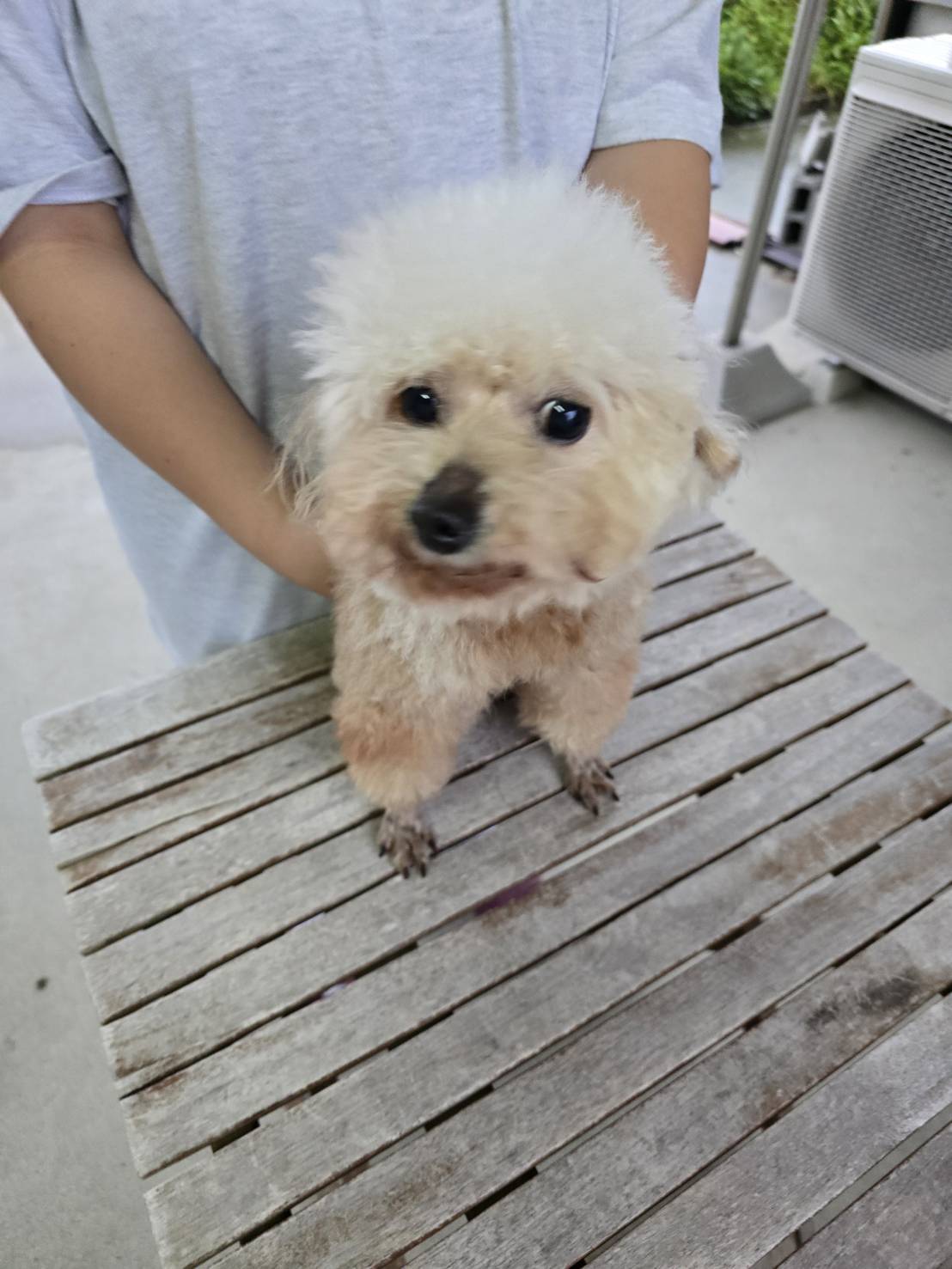 華clubで預かっている里親を探している保護犬です。