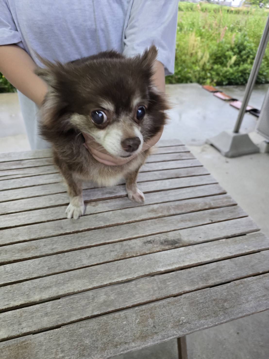 華clubで預かっている里親を探している保護犬です。