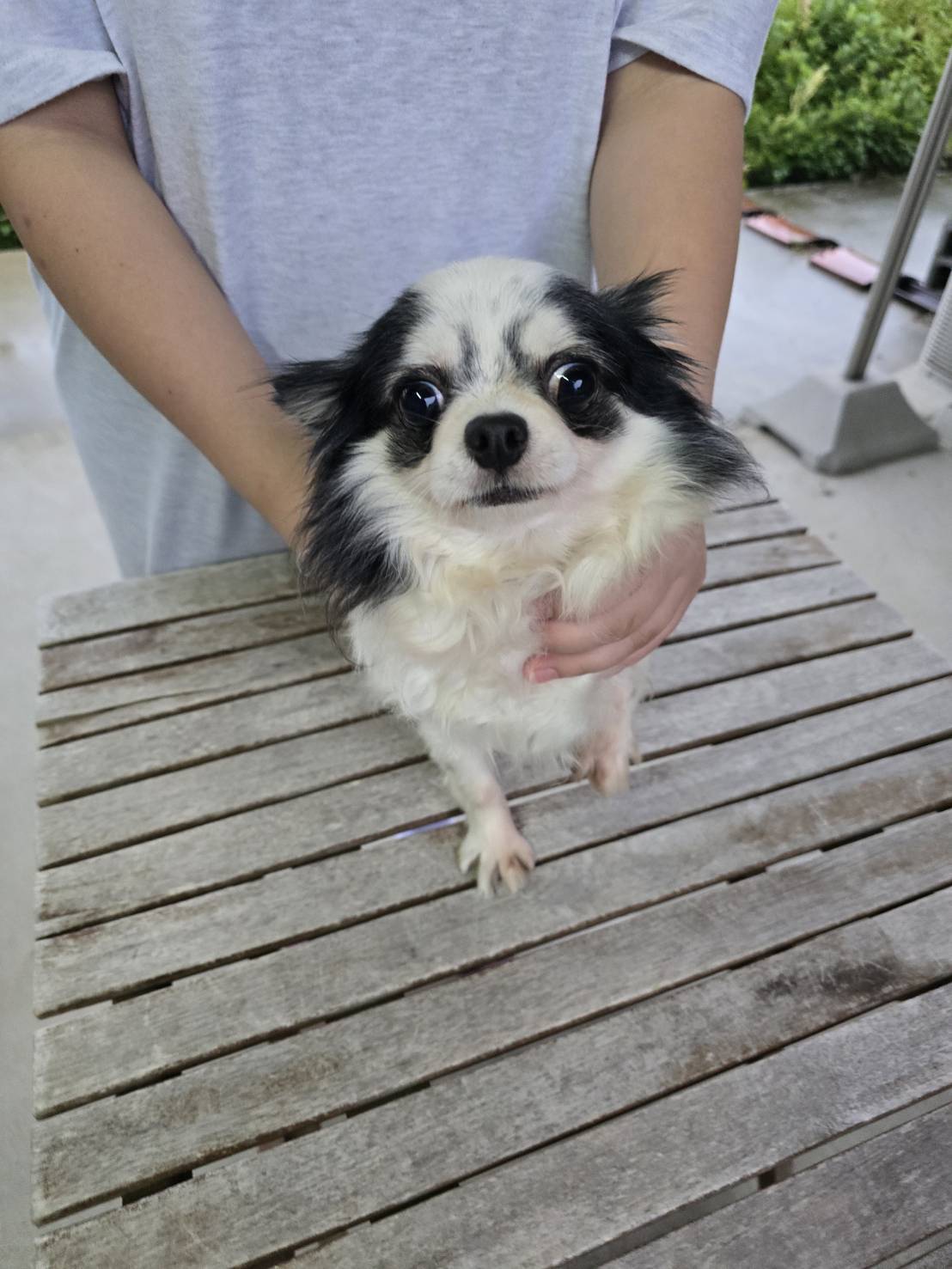 華clubで預かっている里親を探している保護犬です。
