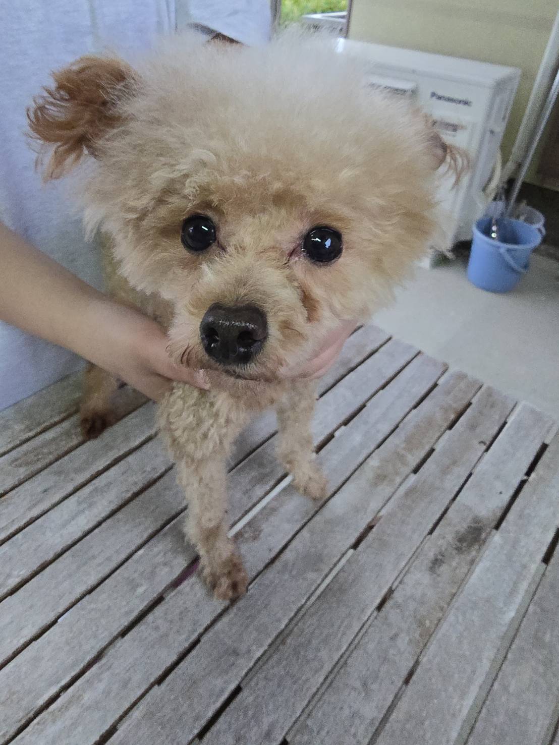 華clubで預かっている里親を探している保護犬です。