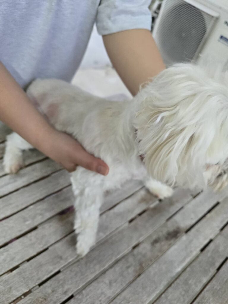 華clubで預かっている里親を探している保護犬です。