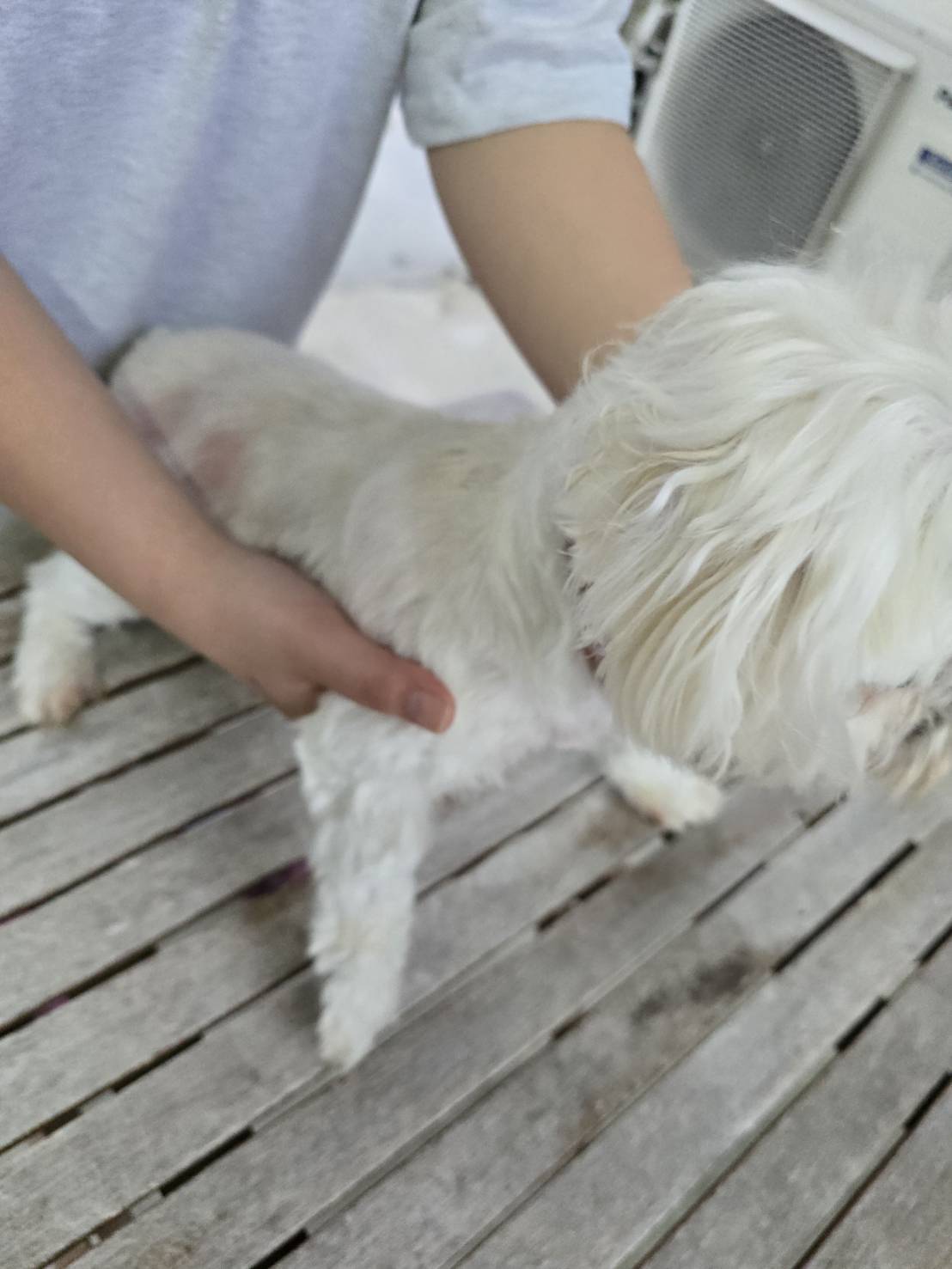 華clubで預かっている里親を探している保護犬です。