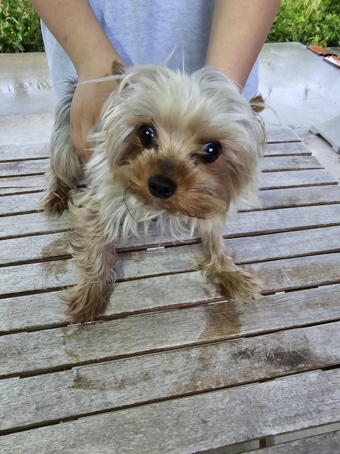 華clubで預かっている里親を探している保護犬です。
