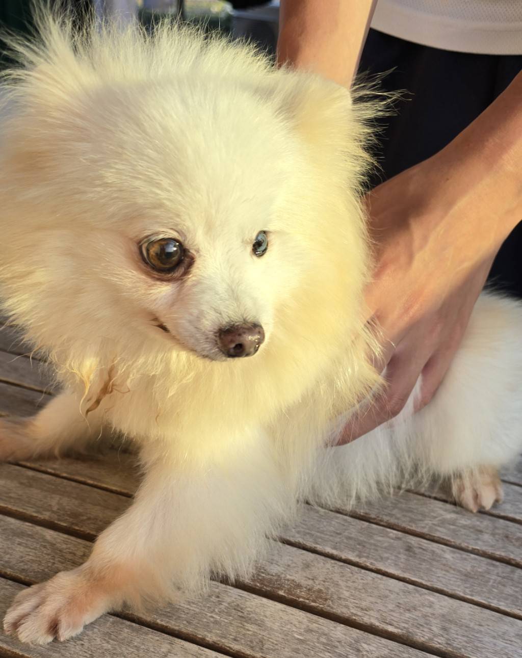 華clubで預かっている里親を探している保護犬です。