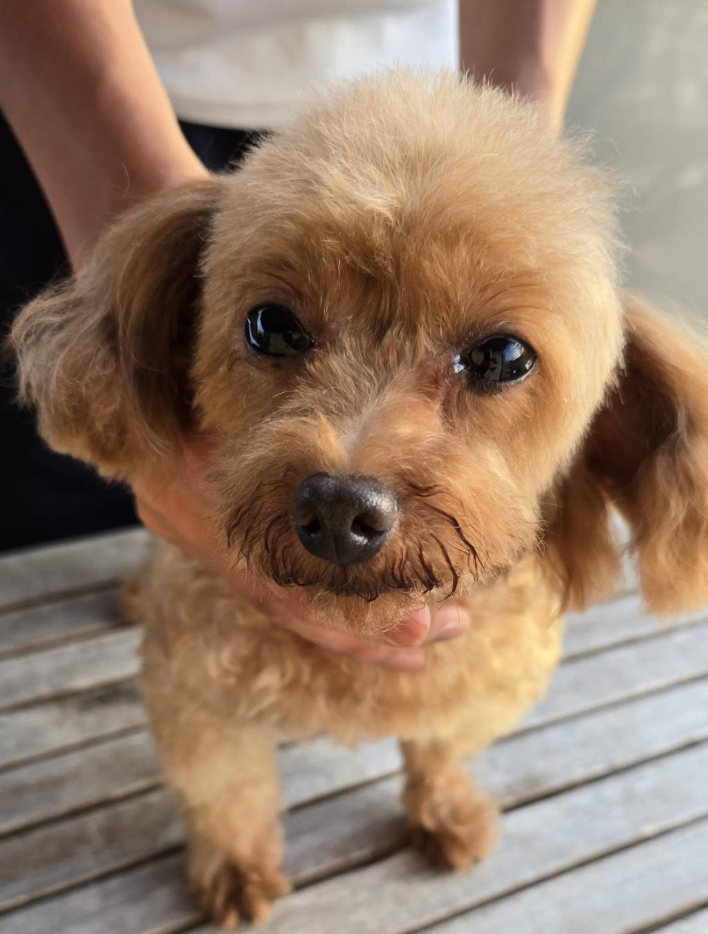 華clubで預かっている里親を探している保護犬です。