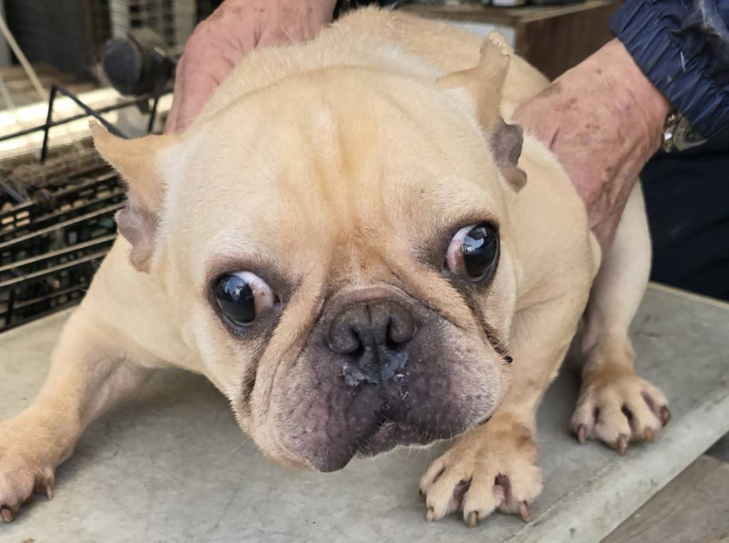 華clubで預かっている里親を探している保護犬です。