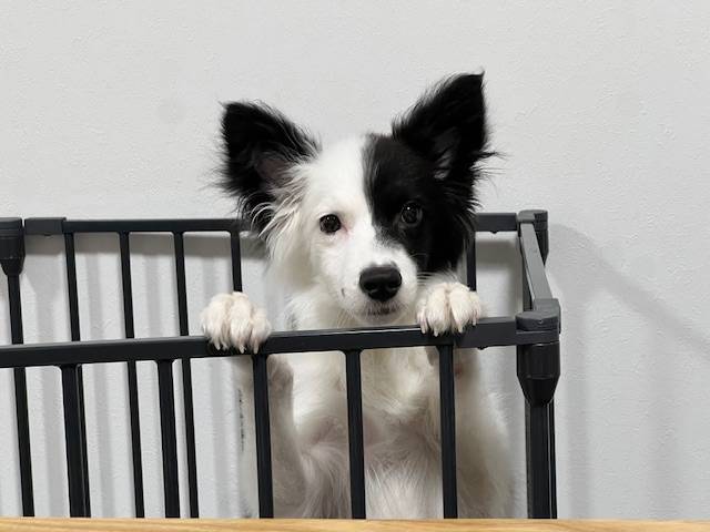 華clubで預かっている里親を探している保護犬です。