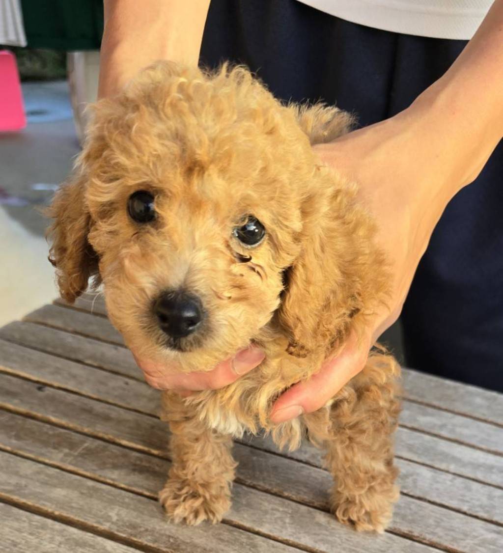 華clubで預かっている里親を探している保護犬です。