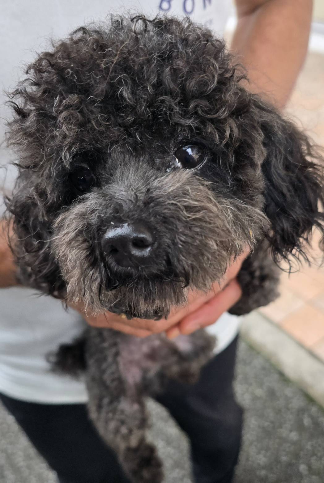 華clubで預かっている里親を探している保護犬です。