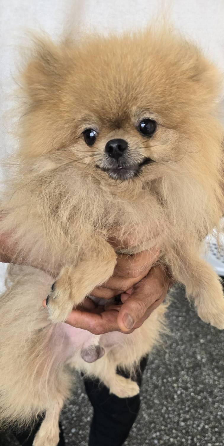 華clubで預かっている里親を探している保護犬です。