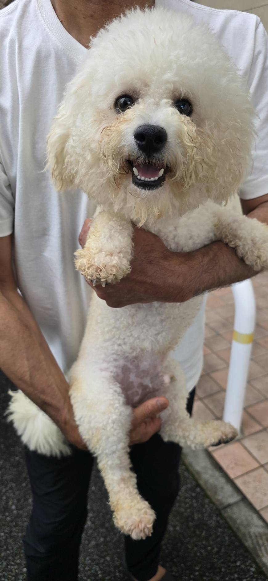華clubで預かっている里親を探している保護犬です。
