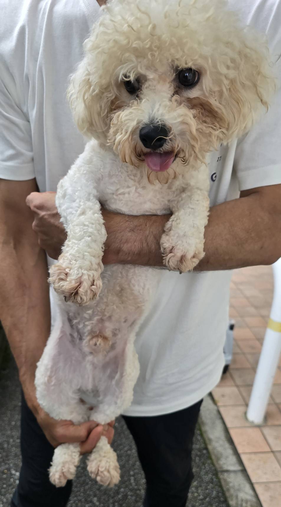 華clubで預かっている里親を探している保護犬です。