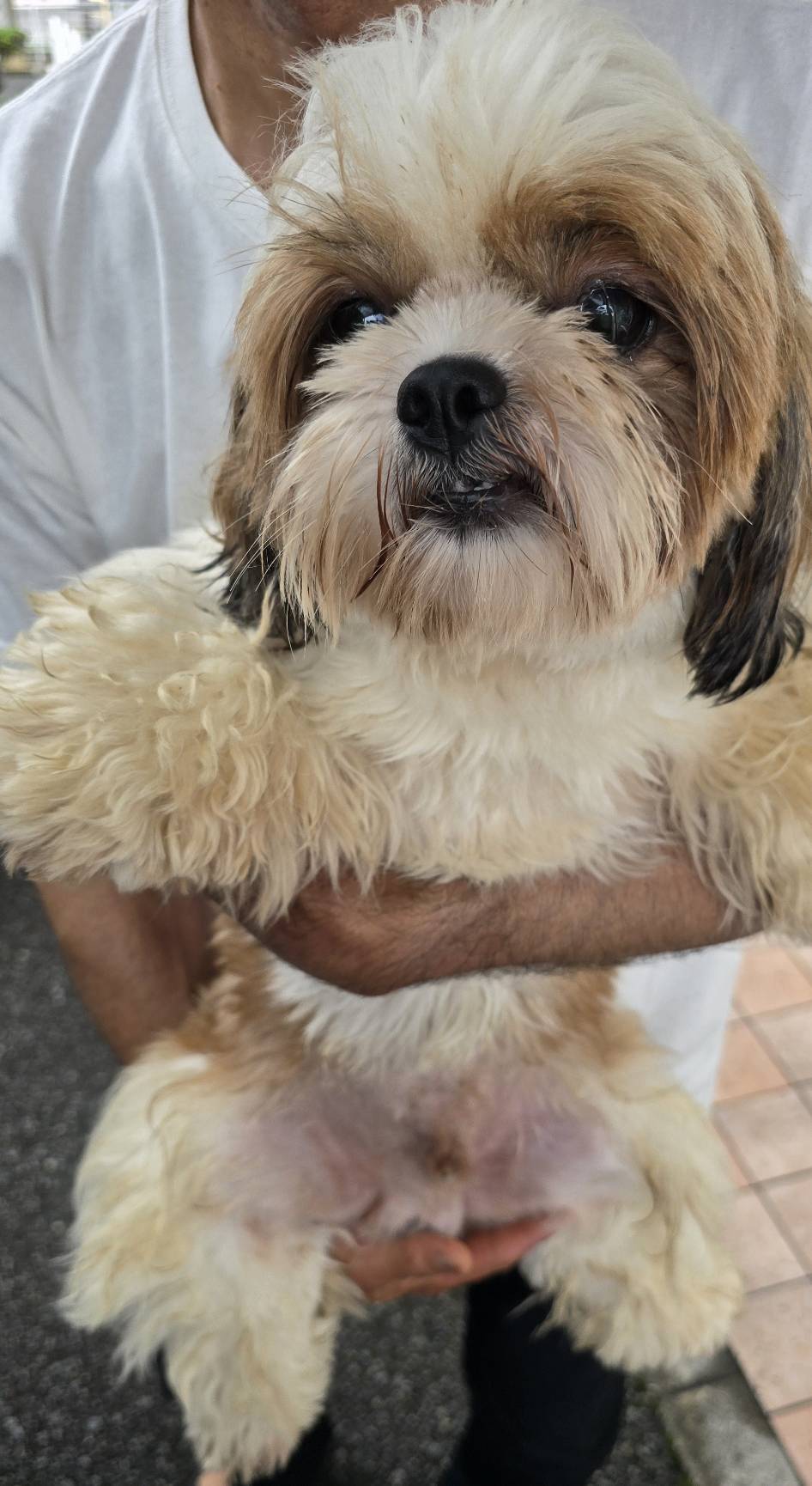 華clubで預かっている里親を探している保護犬です。
