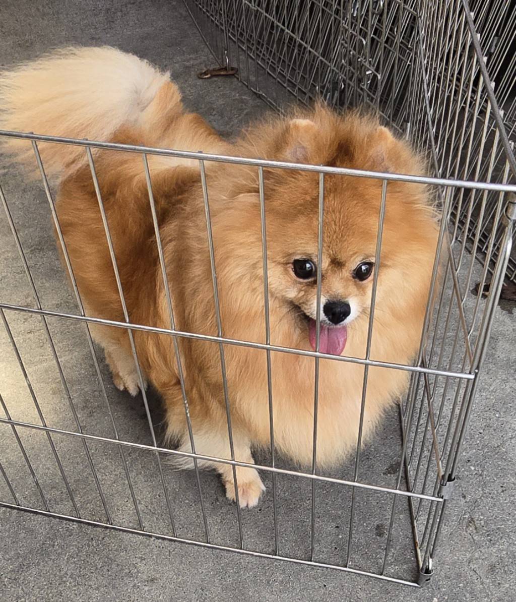 華clubで預かっている里親を探している保護犬です。