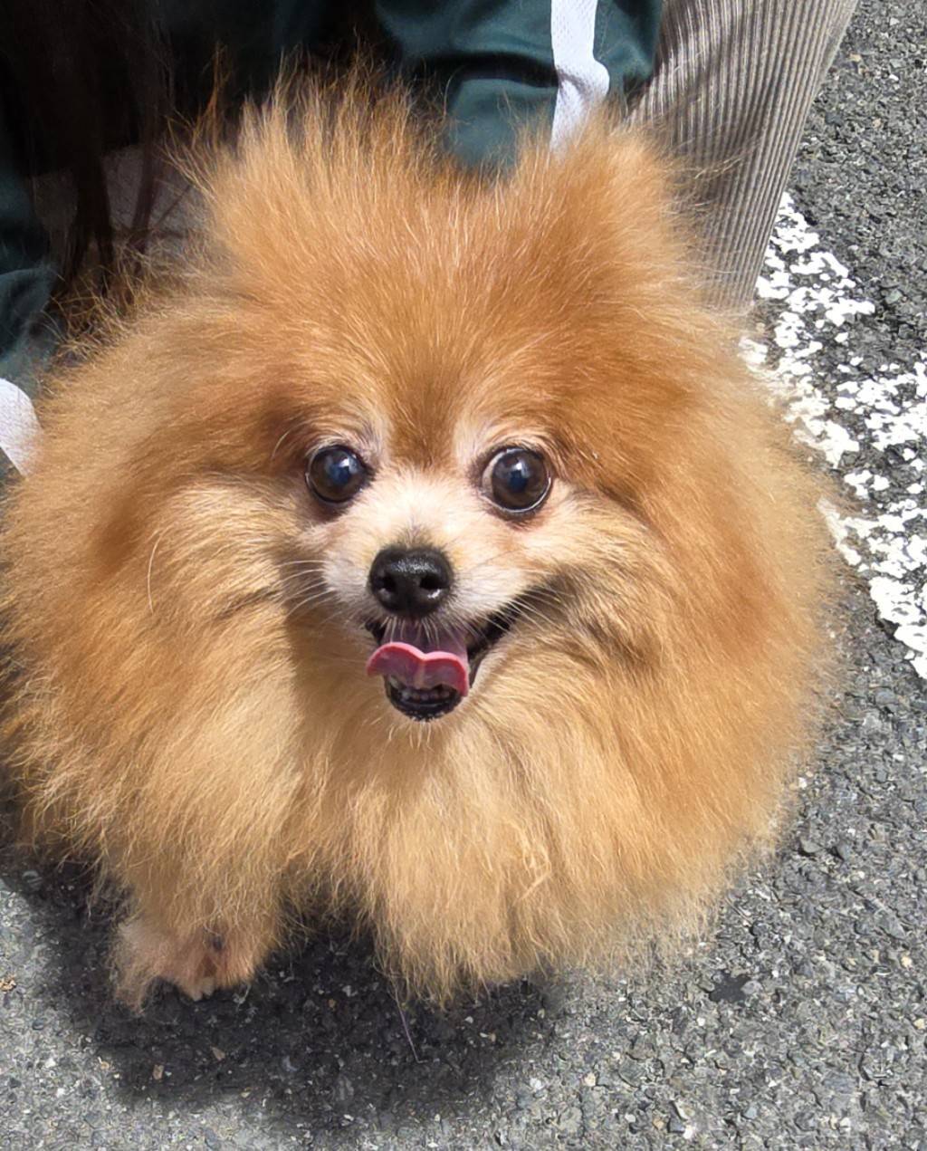 華clubで預かっている里親を探している保護犬です。