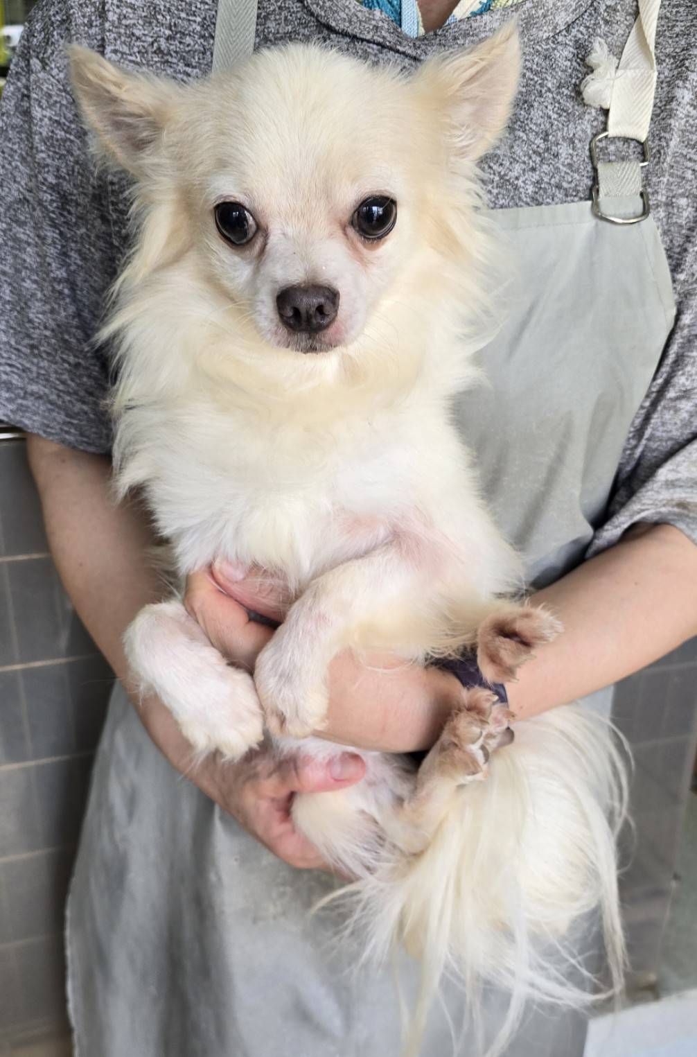 華clubで預かっている里親を探している保護犬です。