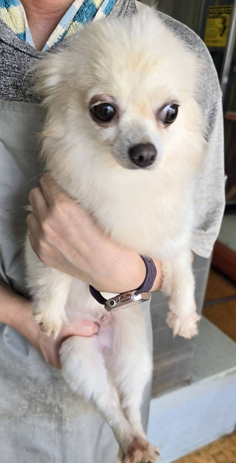 華clubで預かっている里親を探している保護犬です。