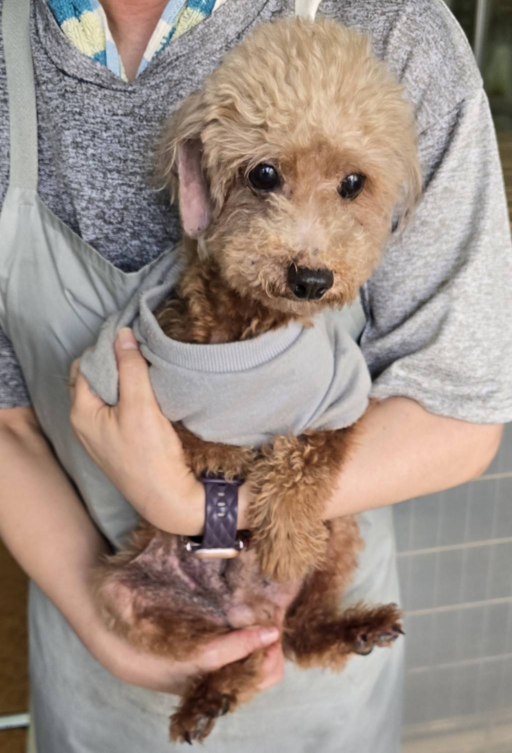 華clubで預かっている里親を探している保護犬です。
