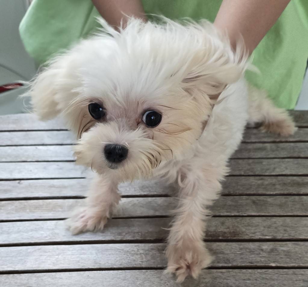 華clubで預かっている里親を探している保護犬です。