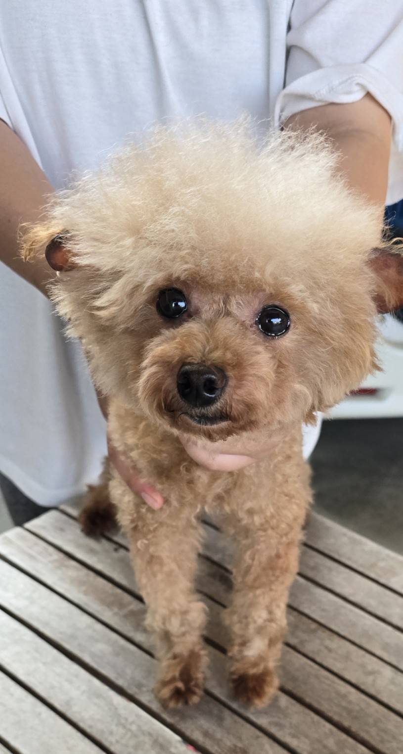 華clubで預かっている里親を探している保護犬です。