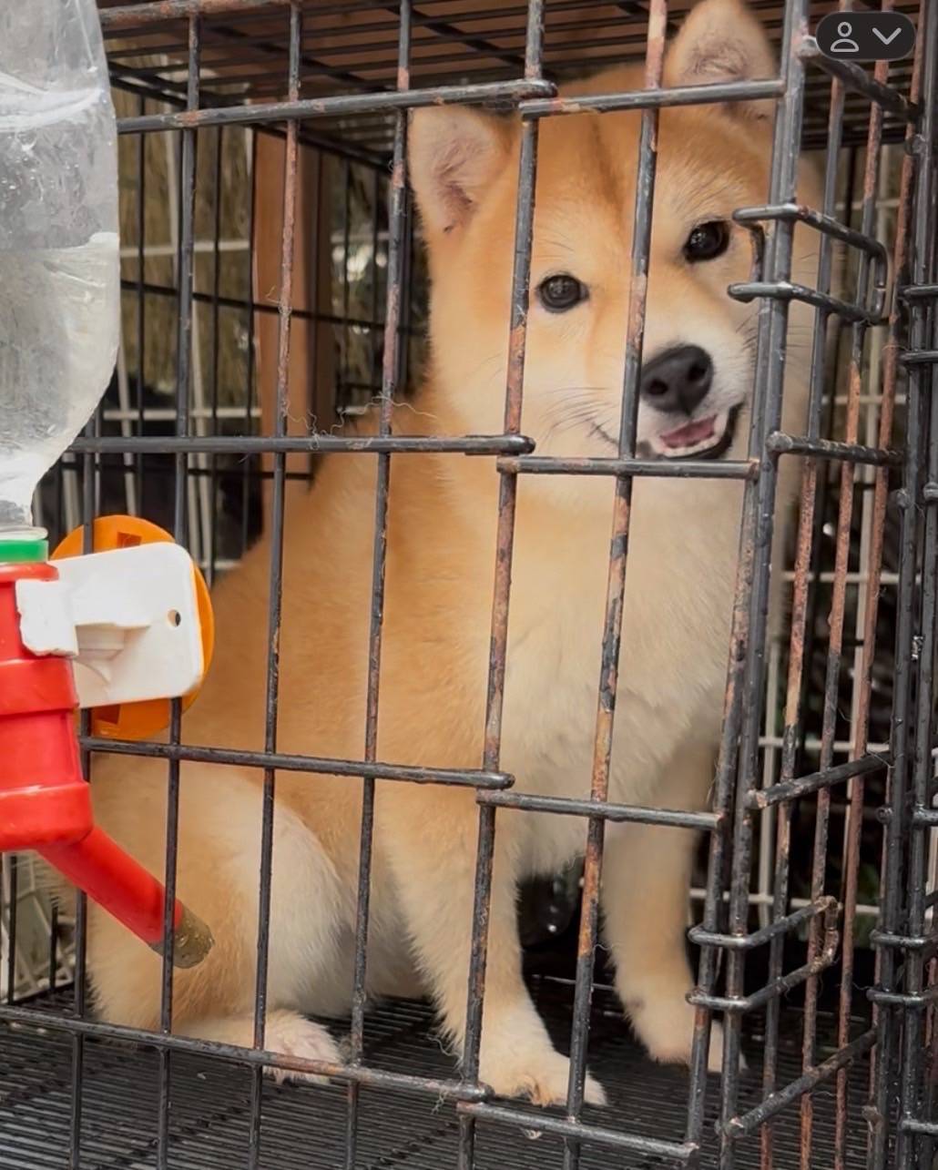 華clubで預かっている里親を探している保護犬です。