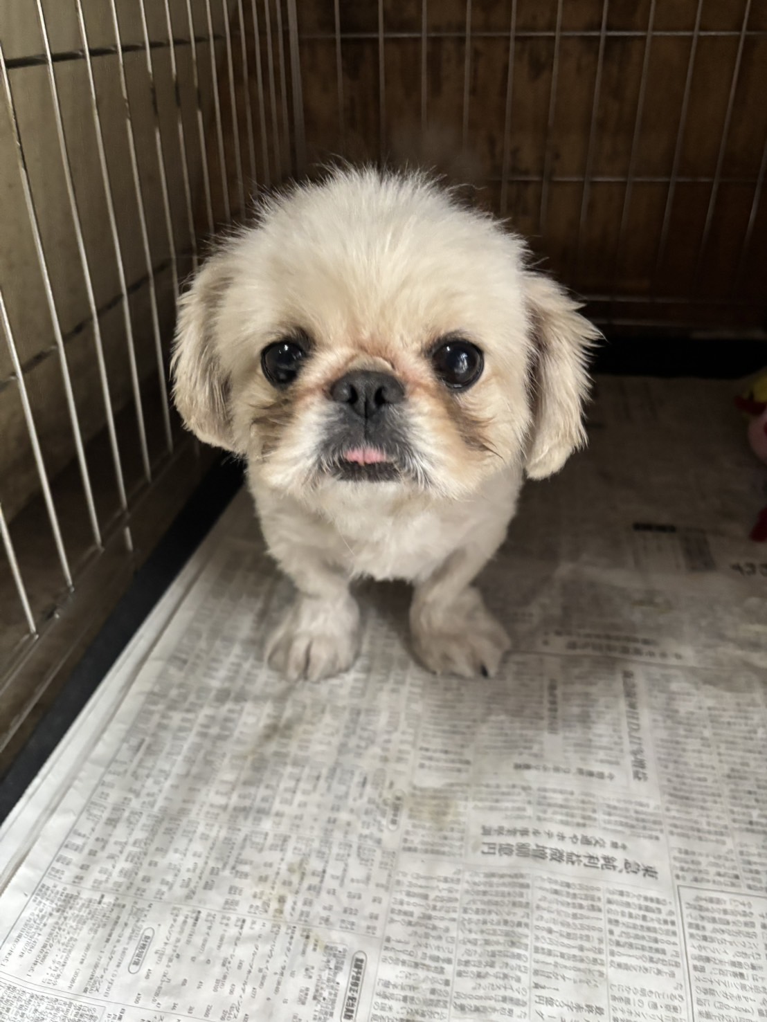 華clubで預かっている里親を探している保護犬です。