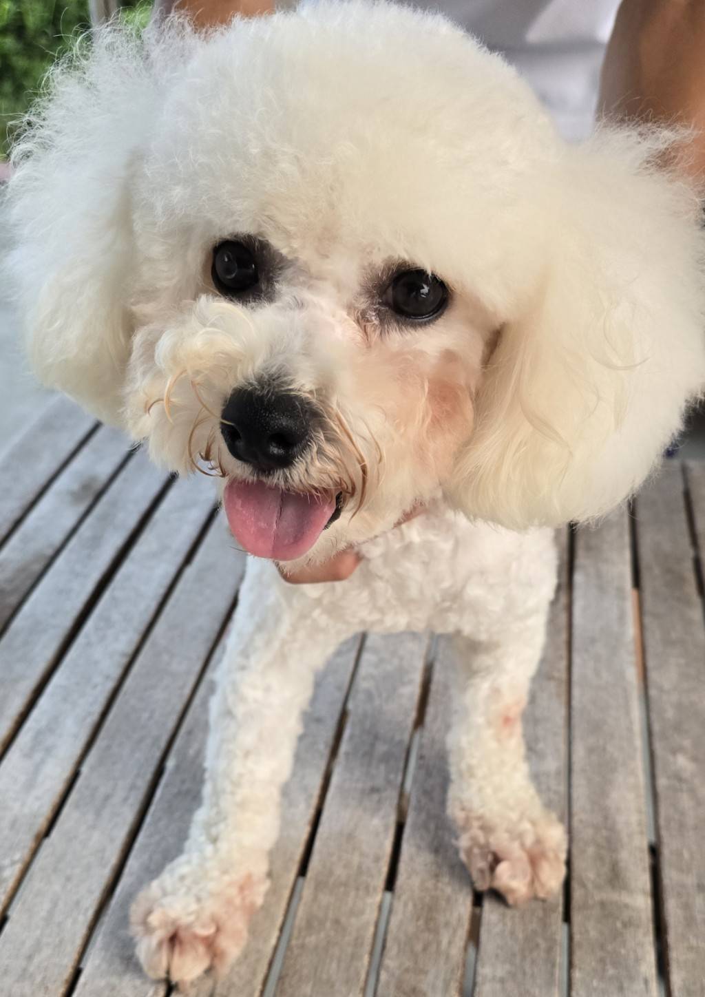 華clubで預かっている里親を探している保護犬です。