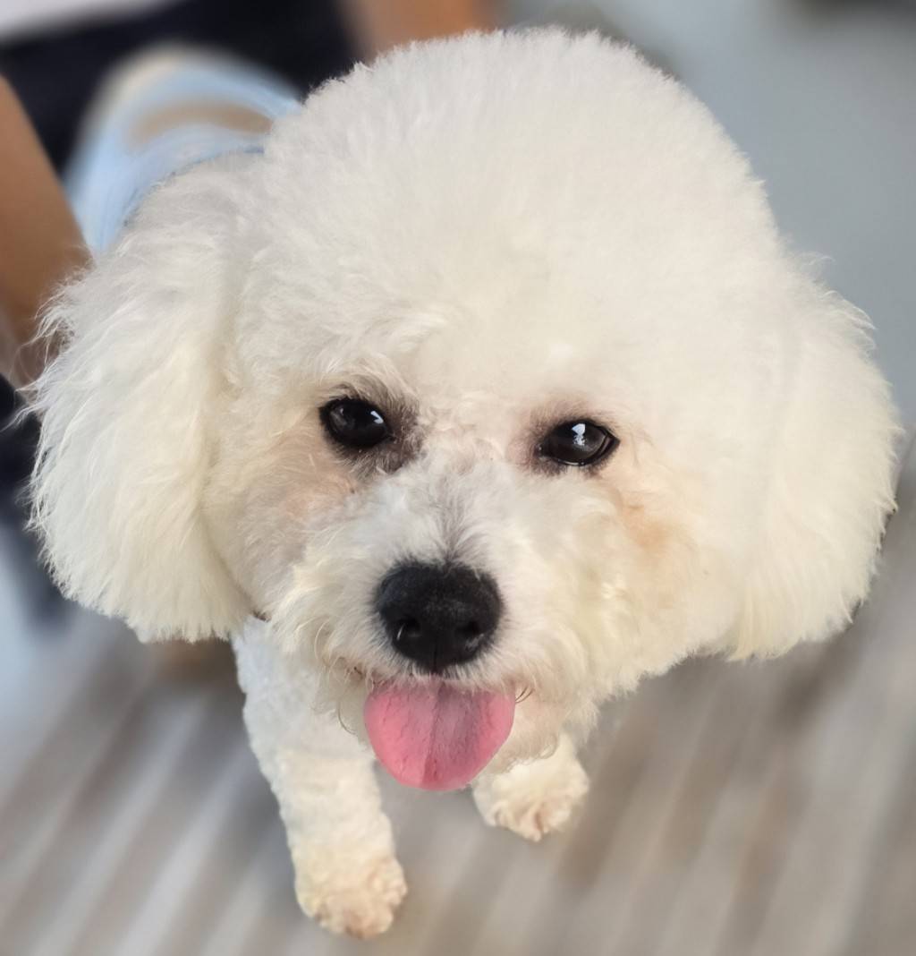 華clubで預かっている里親を探している保護犬です。