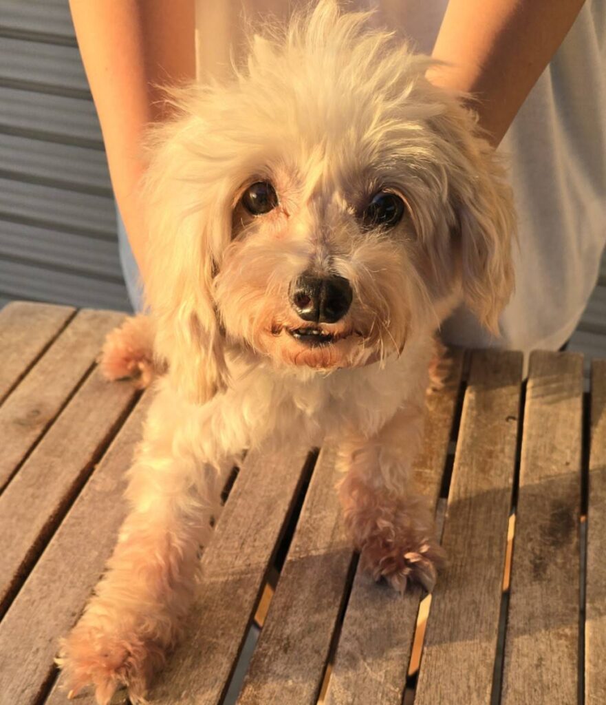 華clubで預かっている里親を探している保護犬です。