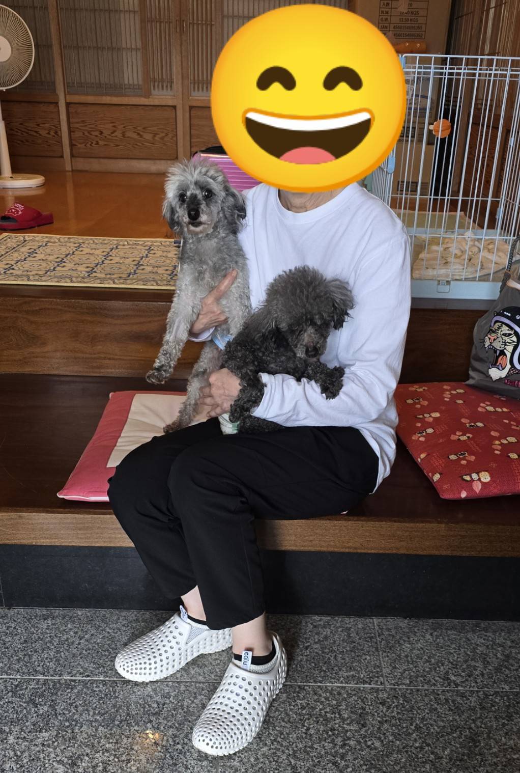 こちらの保護犬は里親様が決まりました