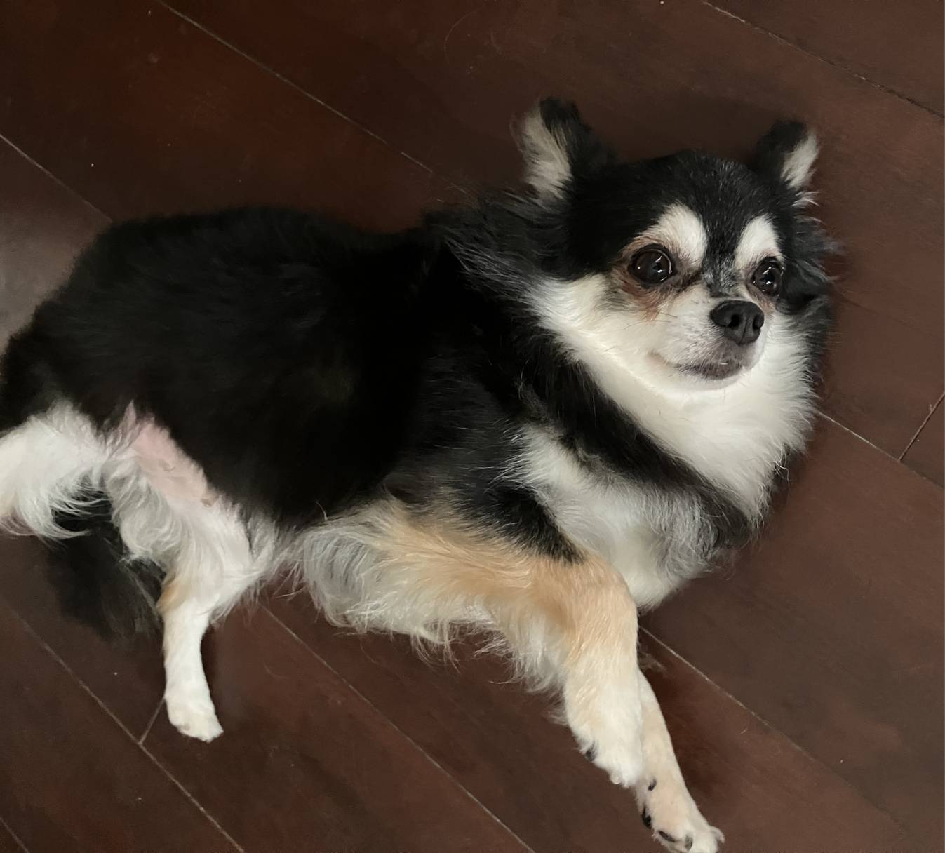 こちらの保護犬は里親様が決まりました