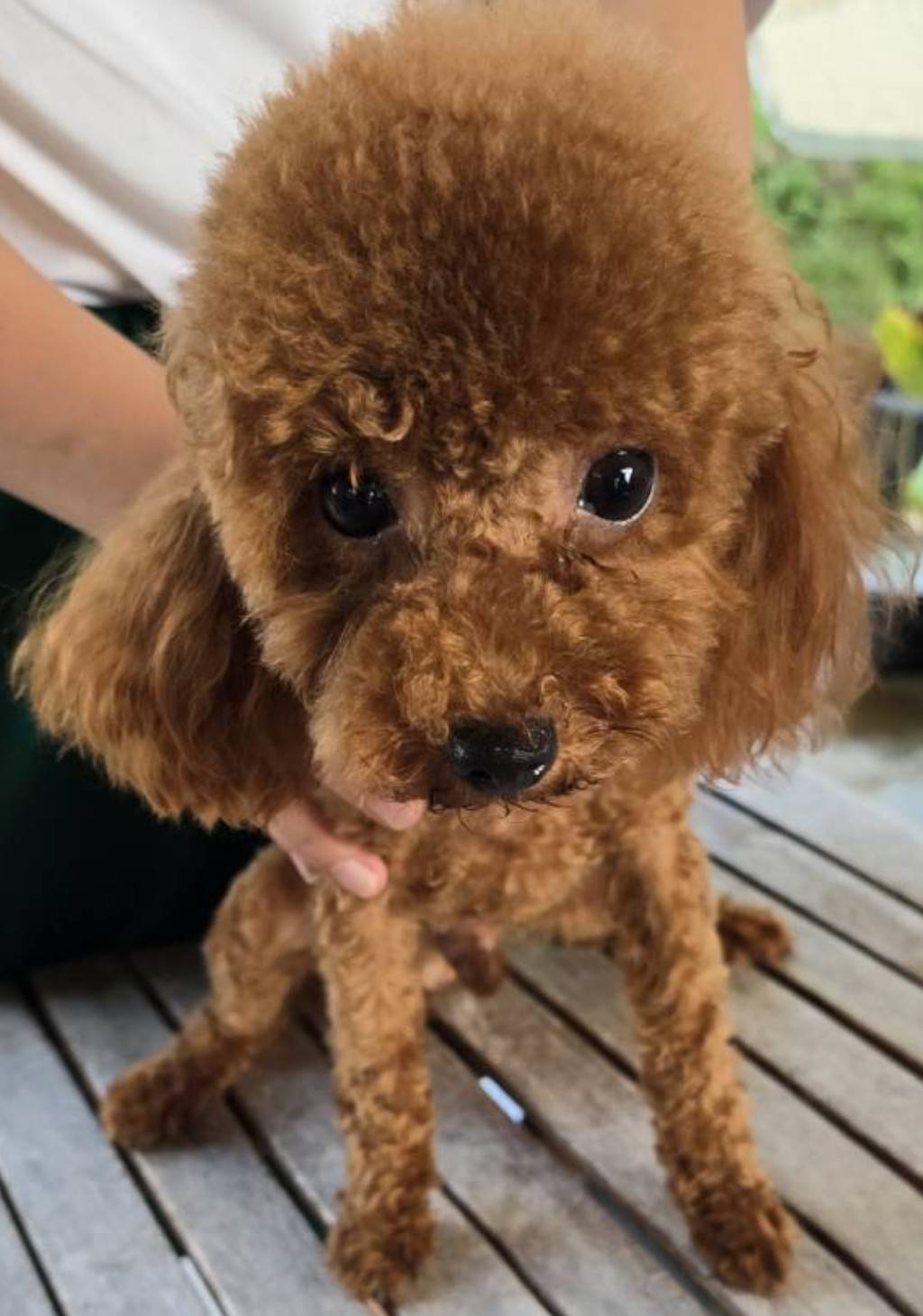 華clubで預かっている里親を探している保護犬です。