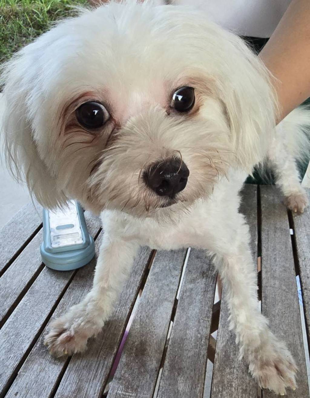 華clubで預かっている里親を探している保護犬です。