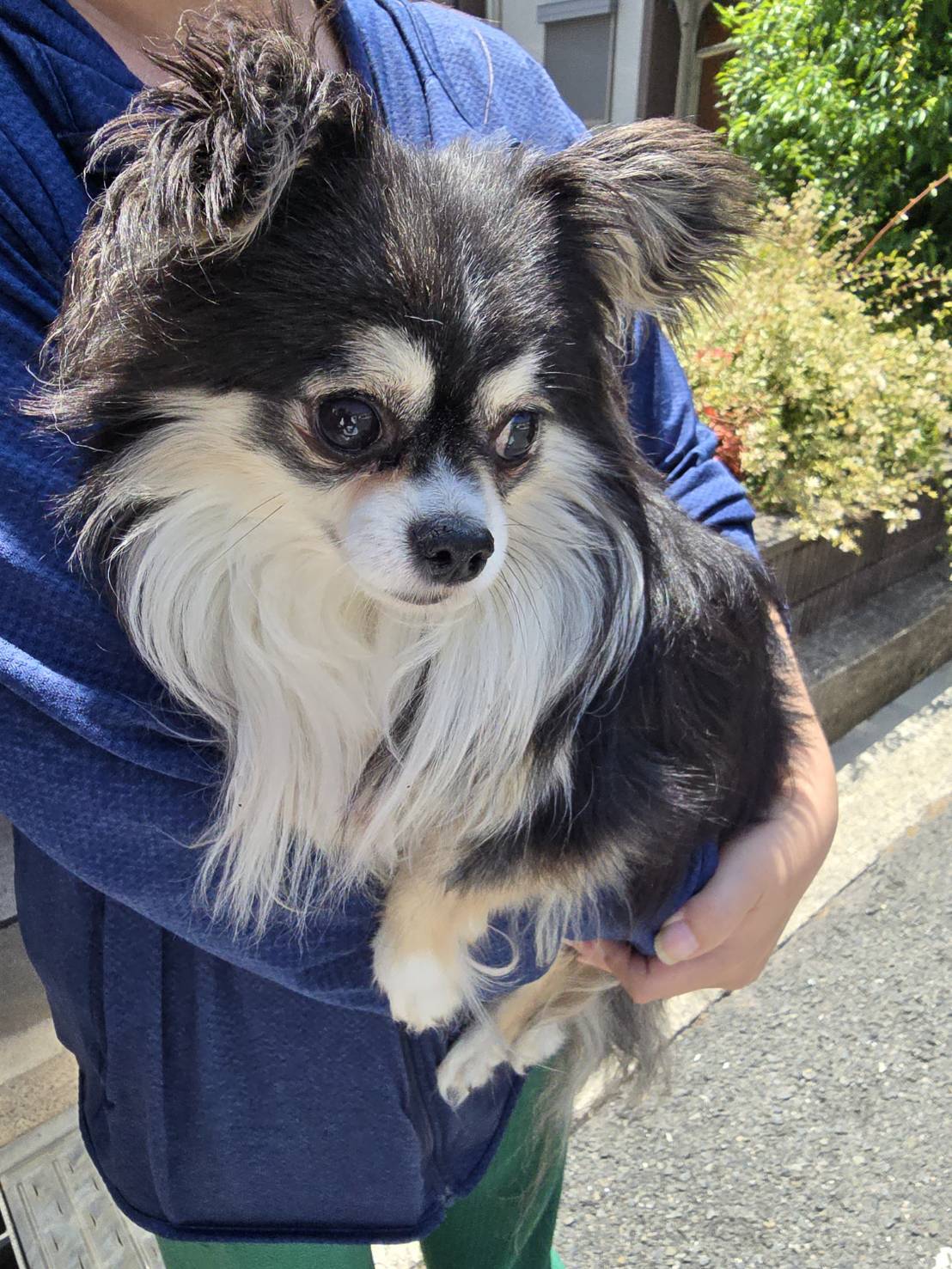 華clubで預かっている里親を探している保護犬です。
