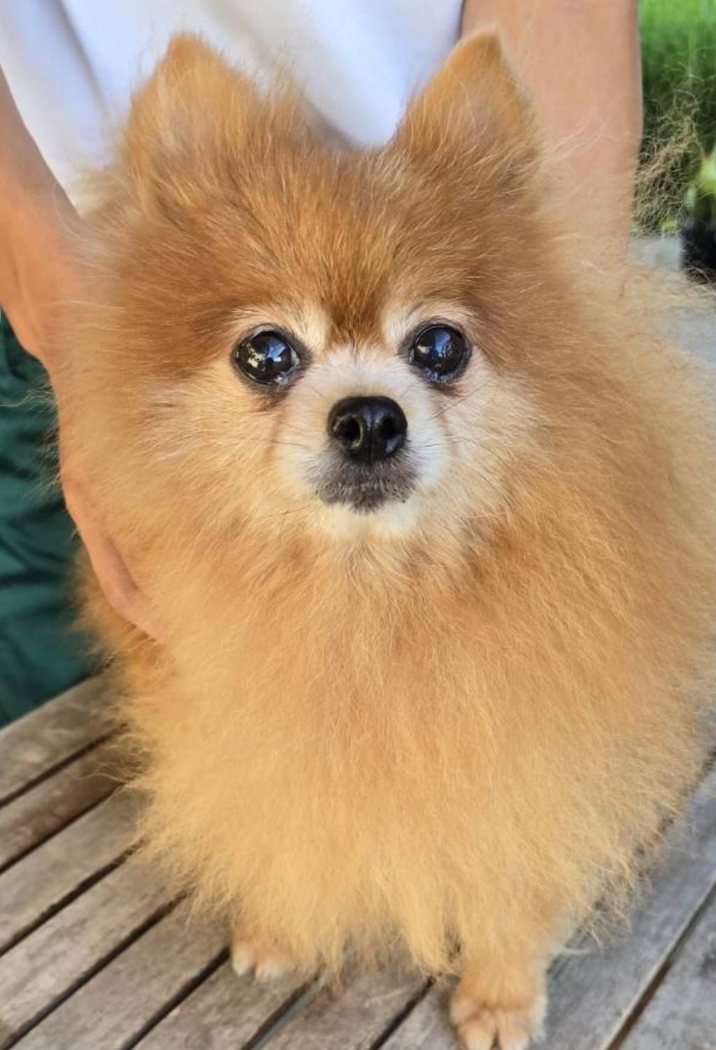 華clubで預かっている里親を探している保護犬です。