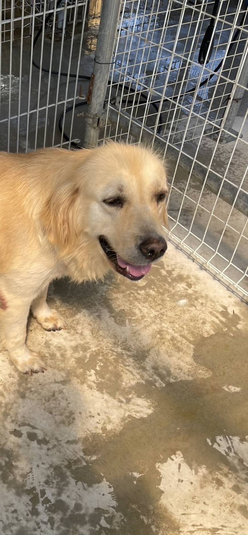 華clubで預かっている里親を探している保護犬です。