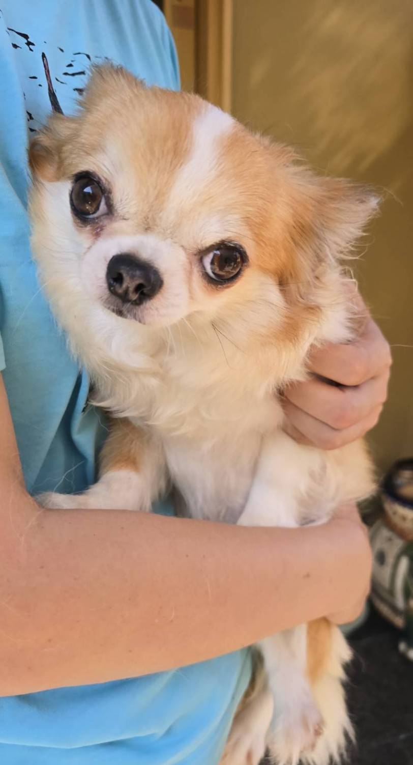 華clubで預かっている里親を探している保護犬です。