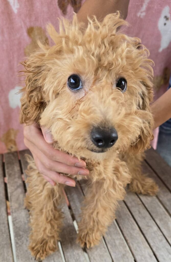 華clubで預かっている里親を探している保護犬です。