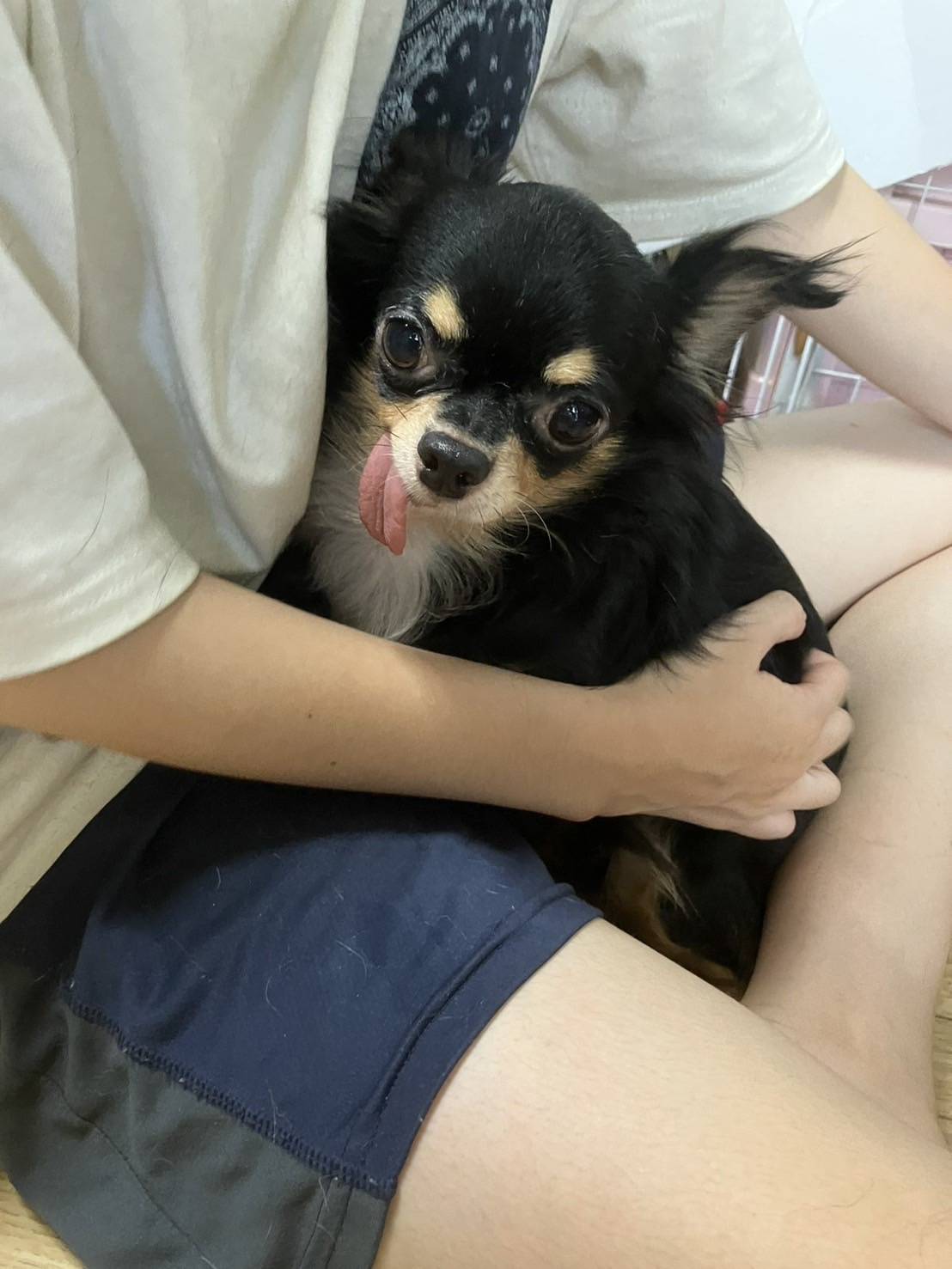こちらの保護犬は里親様が決まりました