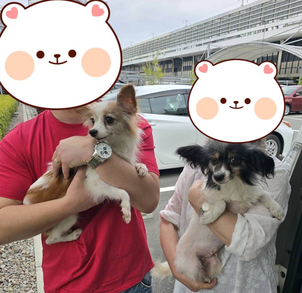 こちらの保護犬は里親様が決まりました