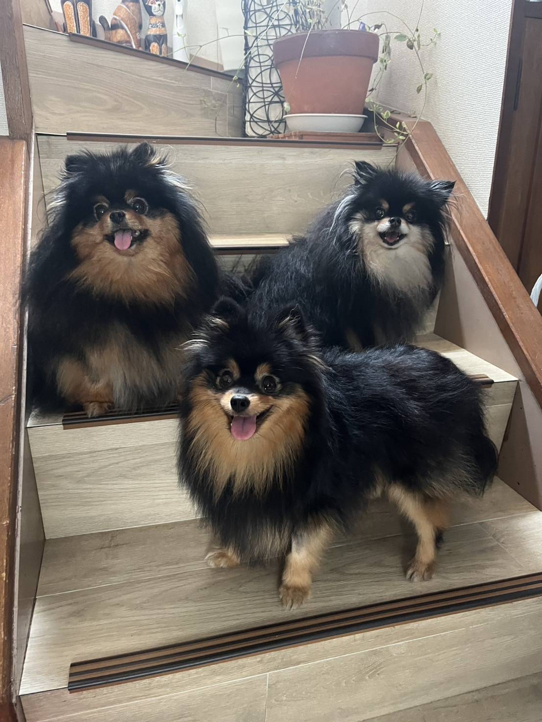 こちらの保護犬は里親様が決まりました