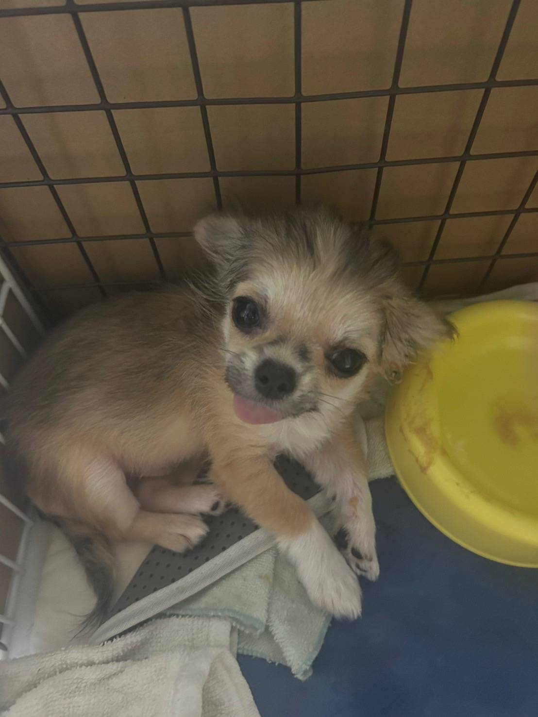 こちらの保護犬は里親様が決まりました