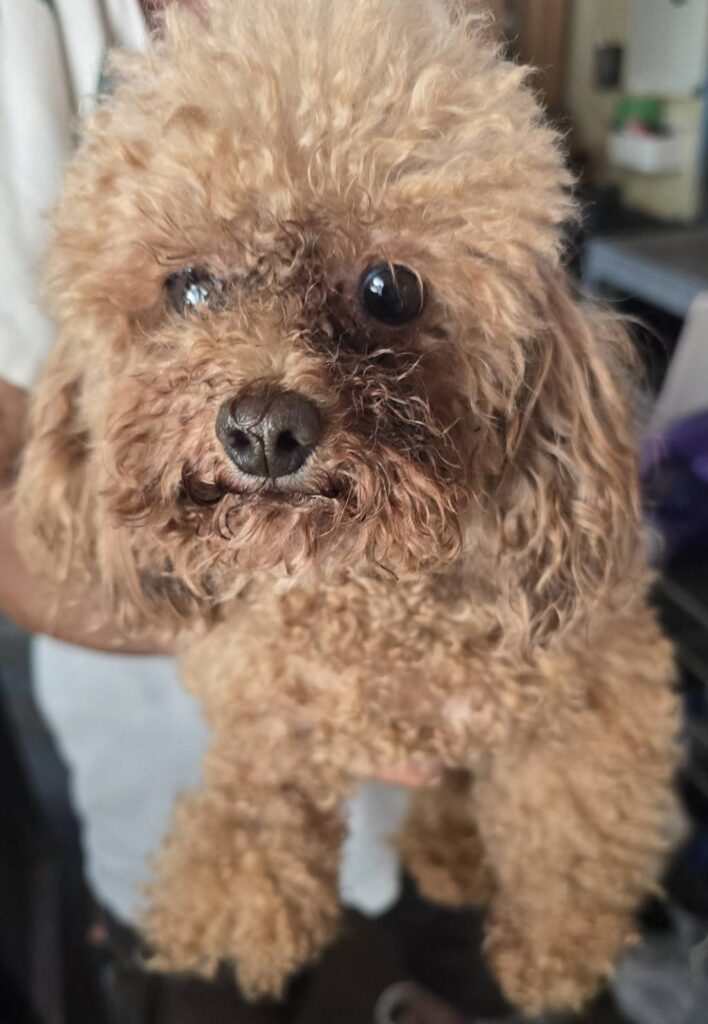 華clubで預かっている里親を探している保護犬です。